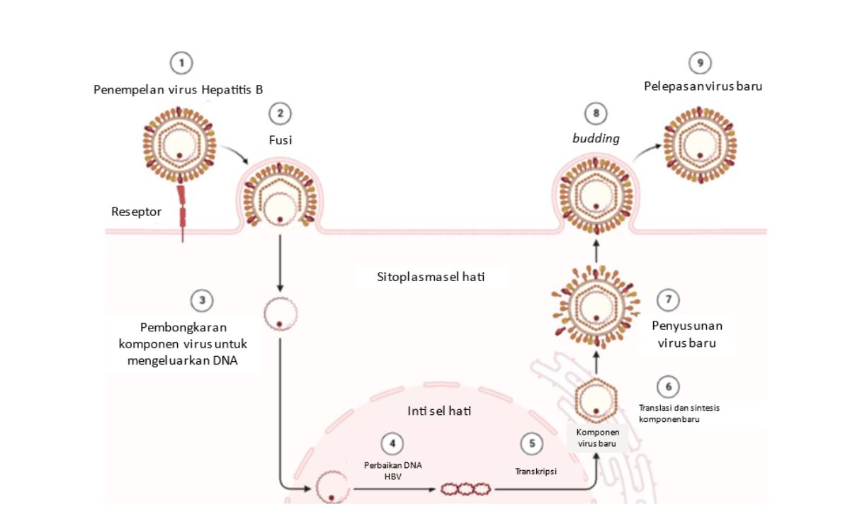Siklus hidup hepatitis B dalam tubuh manusia.