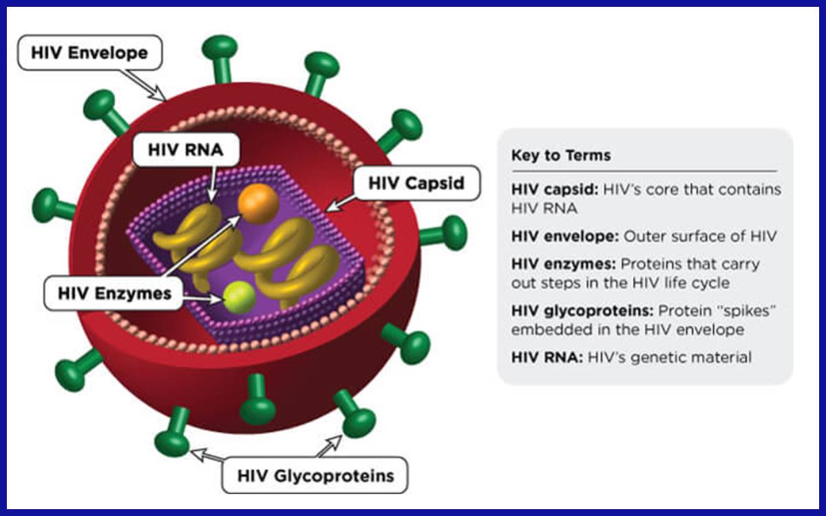 Struktur Human Immunodeficiency Virus (HIV)