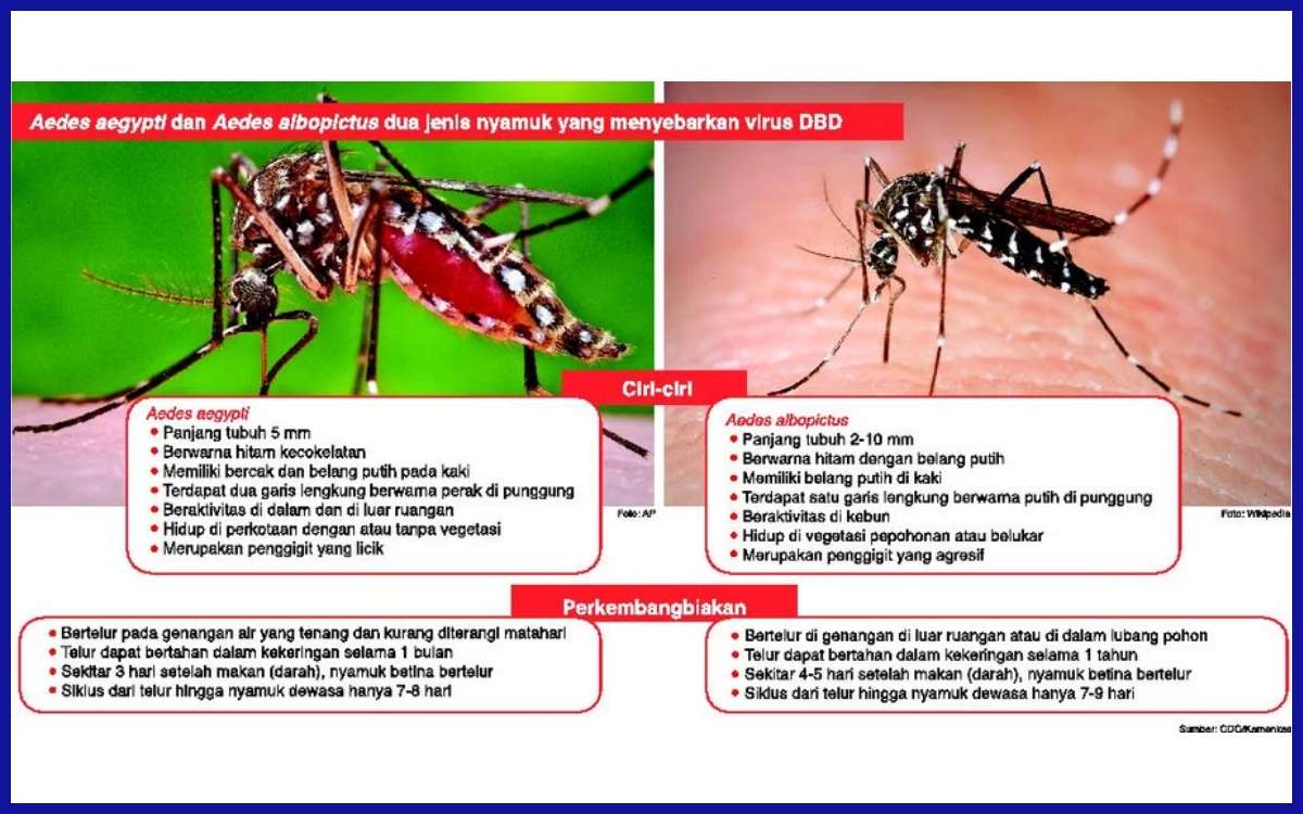 Perbedaan nyamuk aedes aegypti dan aedes albopictus