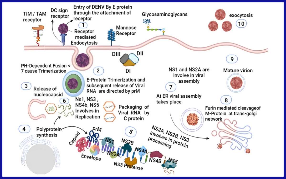 Siklus hidup virus dengue