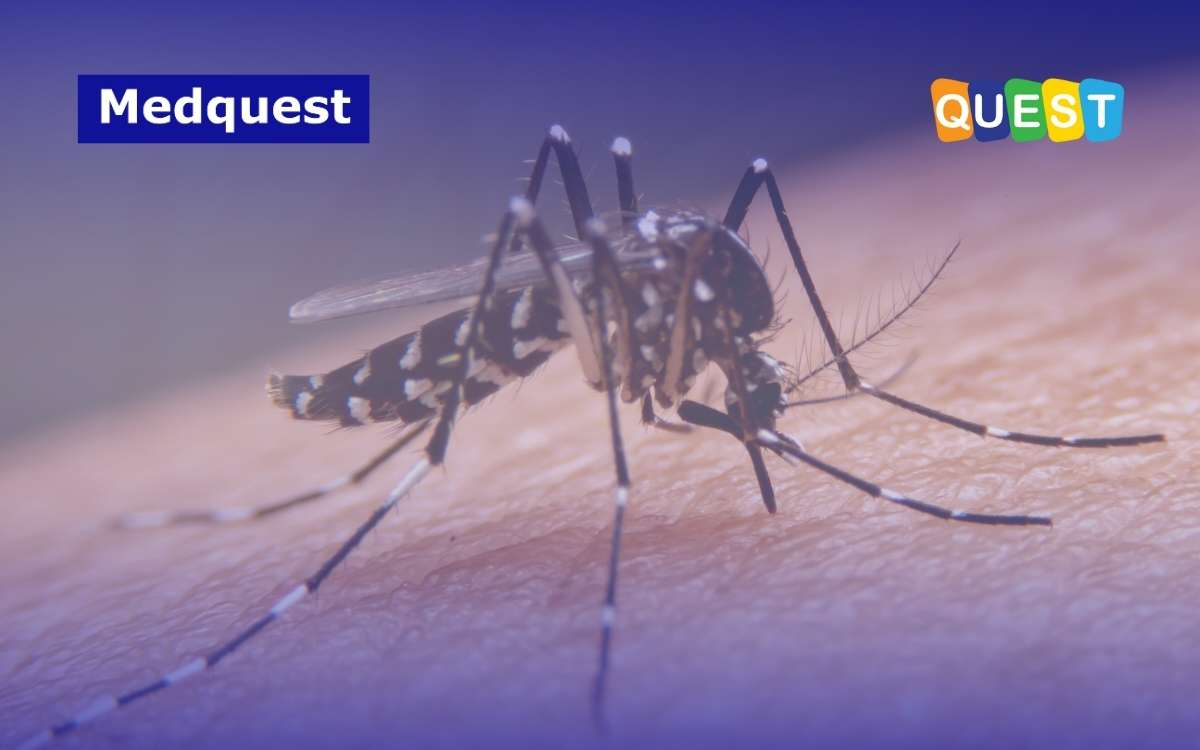 thumbnail Target Indonesia untuk Capai 0 Kasus Kematian Dengue di 2030