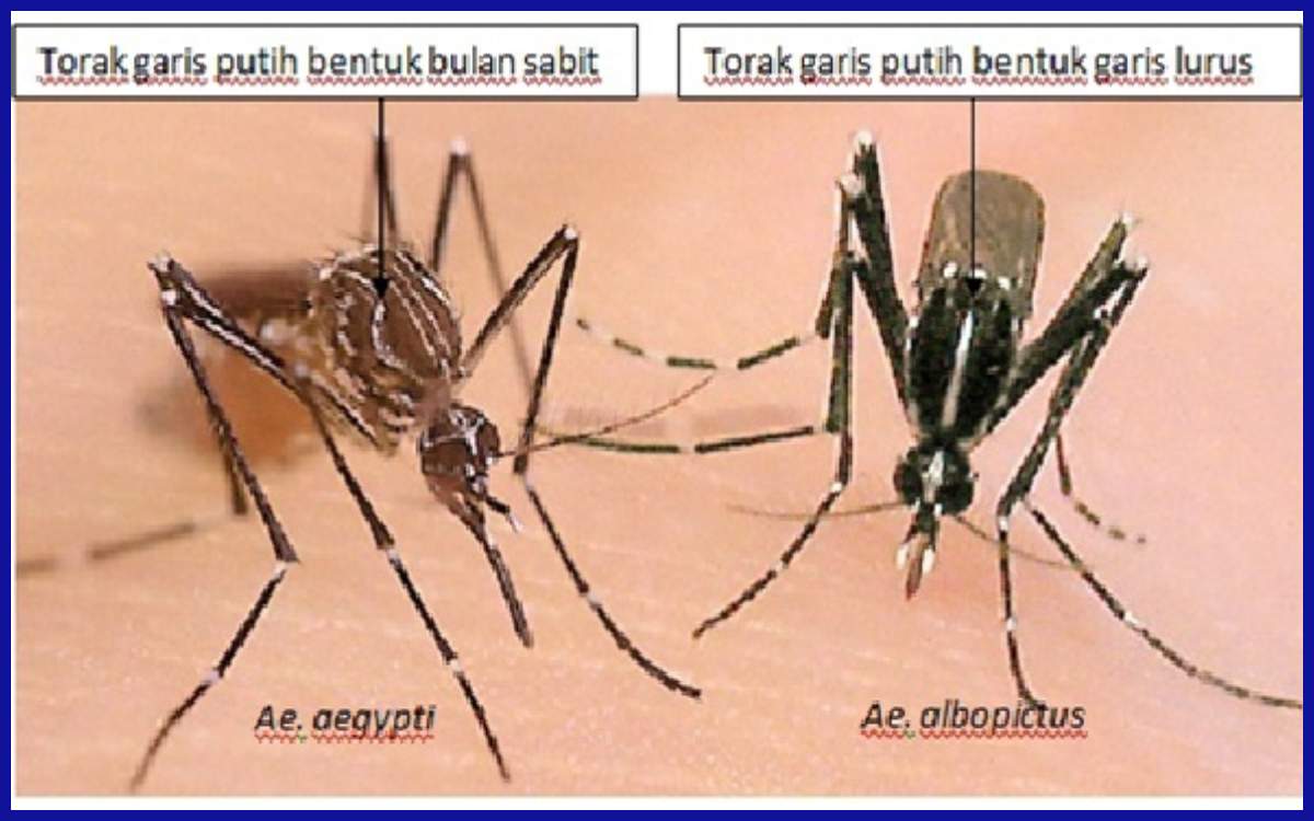 Perbedaan antara Aedes aegypti dan Aedes albopictus