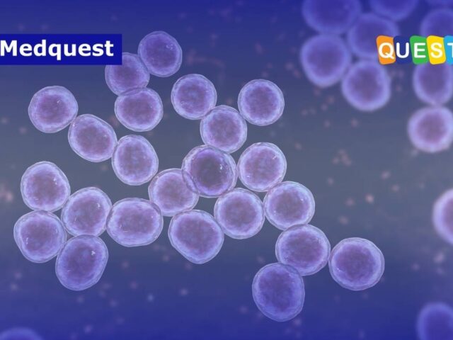 Prevalensi MRSA di Indonesia: Data, Risiko, dan Strategi Efektif Cegah Penyebaran di Fasilitas Kesehatan