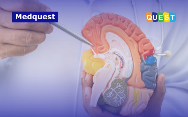 Peran Protein Tau dalam Alzheimer: Penjelasan Ilmiah tentang Penumpukan, Diagnosis, dan Pencegahannya