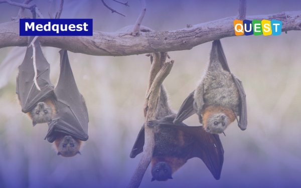 Ancaman Virus Nipah dan Wacana Pandemi Baru: Ini Fakta Ilmiah yang Perlu Dipahami